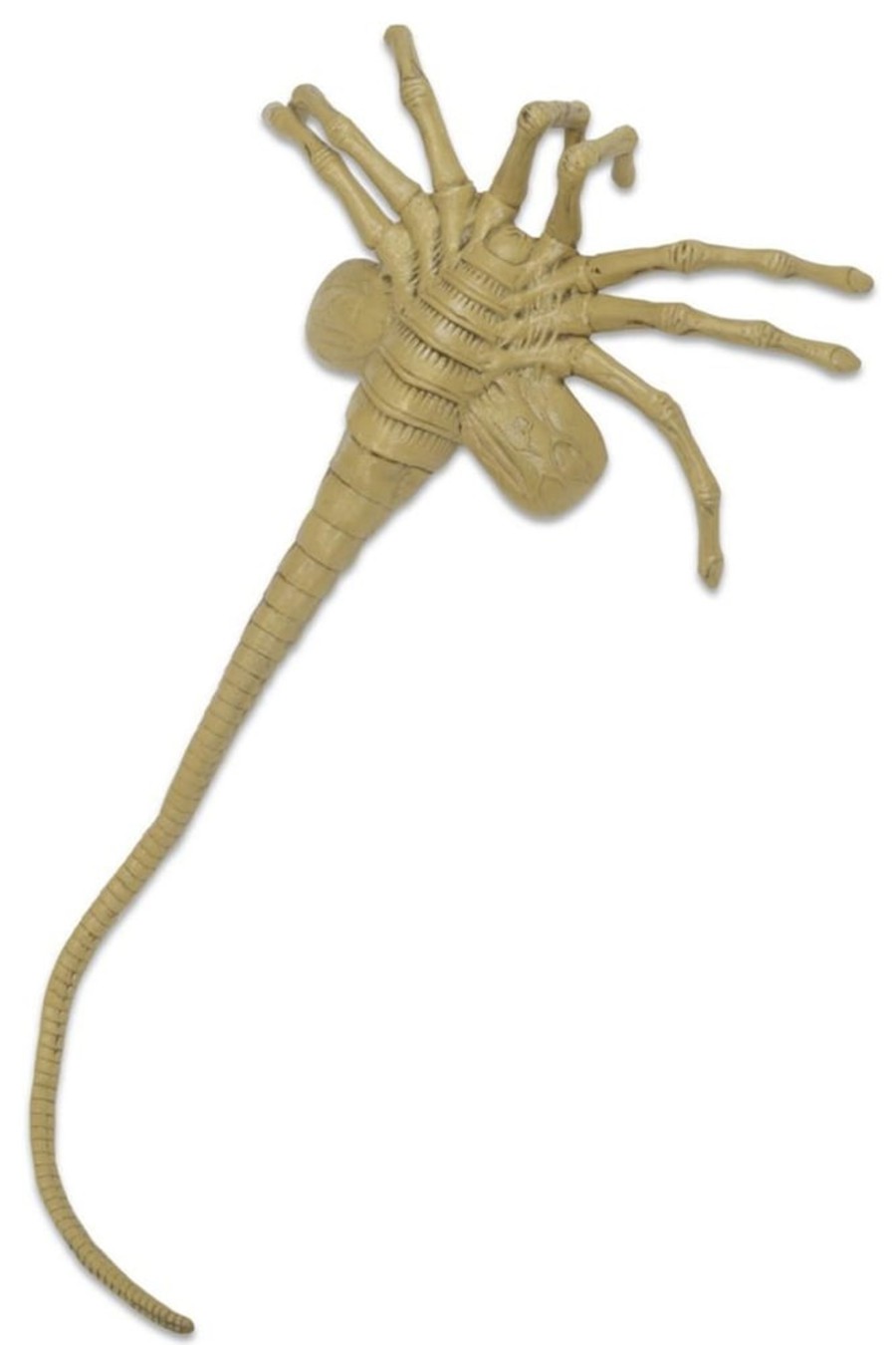 Decoratie Neca | Aliens - Foam Facehugger - Replica 1/1 105Cm